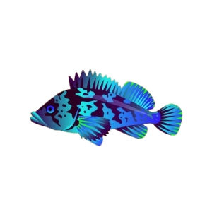 Navy Rockfish